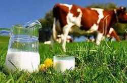 Работа для мужчин. На молочной ферме (КРС) . 2400 Евро в месяц. По доставке. В Германии